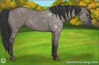 Horse Color:Grullo 