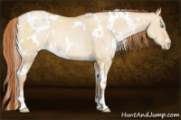Horse Color:White Spotted Buckskin Pearl Dun