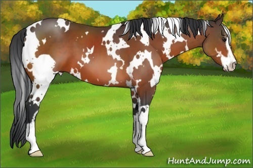 Horse Color:White Spotted Brown Sabino 
