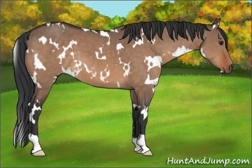 Horse Color:White Spotted Brown Dun 