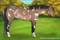 Horse Color:White Spotted Brown Dun 