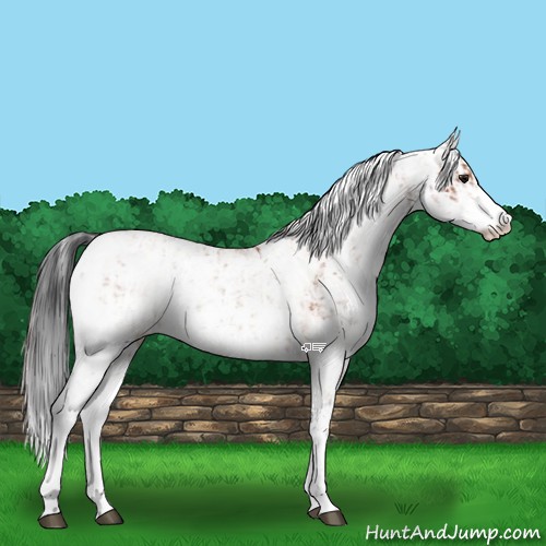 Horse Color:Bay Sabino Rabicano and Bay Sabino Rabicano