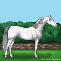Horse Color:Bay Sabino Rabicano  and Bay Sabino Rabicano 