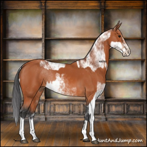 Horse Color:Bay Sabino Rabicano and Bay Sabino Rabicano