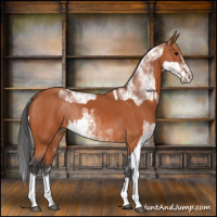 Horse Color:Bay Sabino Rabicano and Bay Sabino Rabicano
