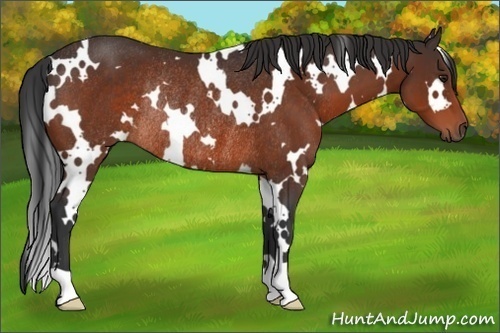 Horse Color:White Spotted Brown Rabicano 