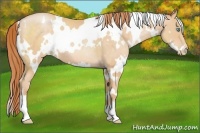 Horse Color:White Spotted Buckskin Pearl