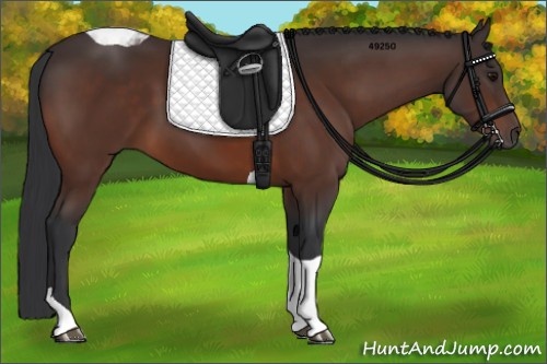 Horse Color:Bay Tobiano