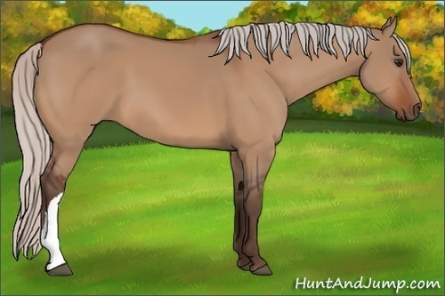 Horse Color:Silver Bay Dun 