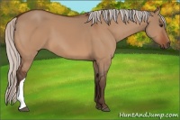 Horse Color:Silver Bay Dun 