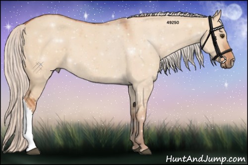 Horse Color:Silver Bay Dun 