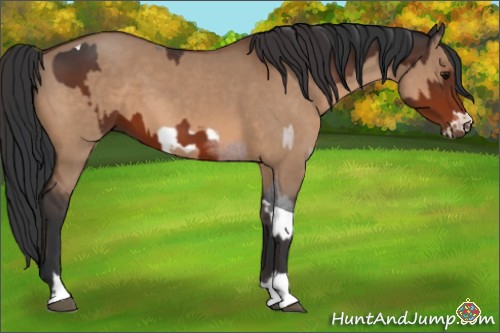 Horse Color:Bay Tobiano  and Bay Dun Frame 