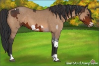 Horse Color:Bay Tobiano  and Bay Dun Frame 