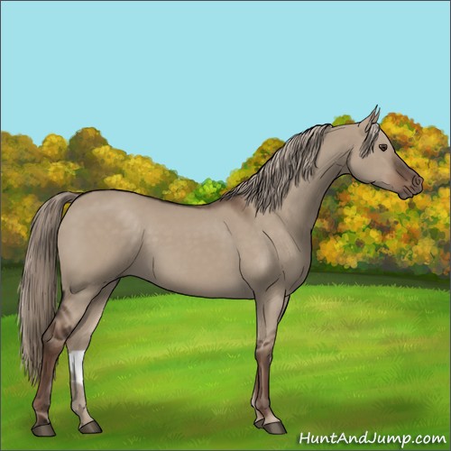 Horse Color:Liver Red Dun