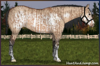 Horse Color:Bay Dun  and Bay Dun Frame 