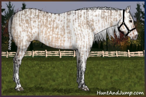 Horse Color:Bay Dun and Gray Bay Dun