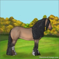 Horse Color:Bay Dun 