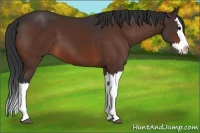 Horse Color:Brown Splash 