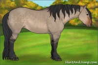 Horse Color:Brown Dun Sabino 