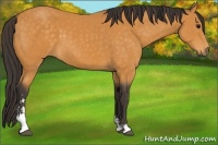 Horse Color:Buckskin Sabino