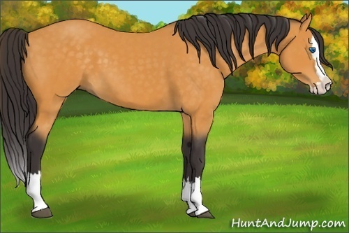 Horse Color:Buckskin Sabino Splash