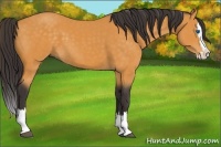 Horse Color:Buckskin Sabino Splash 
