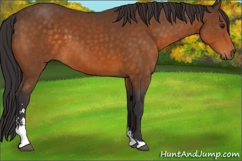 Horse Color:Buckskin Sabino