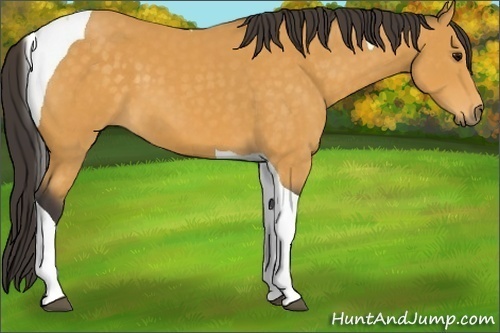 Horse Color:Buckskin Tobiano