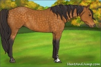 Horse Color:Buckskin Sabino 