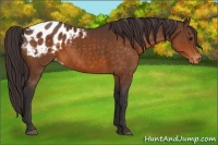 Horse Color:Buckskin Blanket 