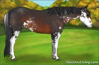 Horse Color:Brown Sabino 