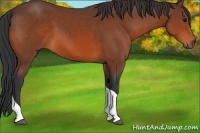 Horse Color:Bay Sabino Tobiano Rabicano