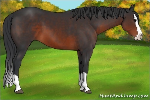 Horse Color:Brown Sabino Splash