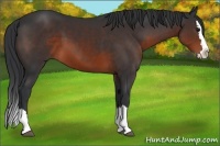 Horse Color:Brown Sabino Splash 
