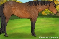 Horse Color:Buckskin 