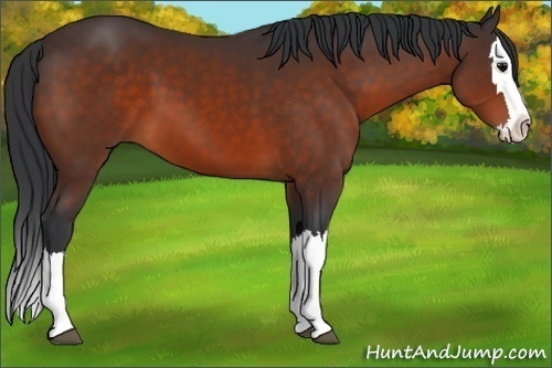Horse Color:Bay Sabino Splash