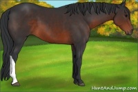 Horse Color:Brown 