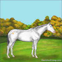 Horse Color:White Spotted Grullo Ice Sabino Splash 
