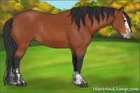 Horse Color:Bay Sabino Rabicano and Bay Sabino Splash Rabicano