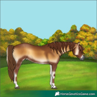 Horse Color:Gray Red Onyx 