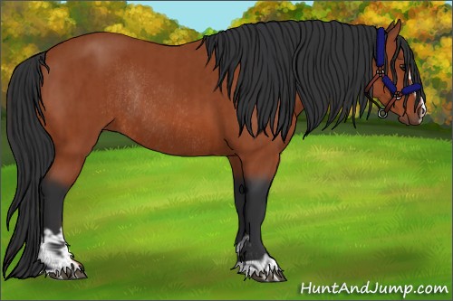 Horse Color:Bay Sabino Rabicano  and Bay Sabino Rabicano 