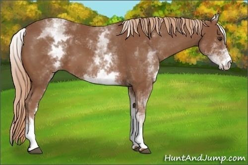Horse Color:White Spotted Chestnut 