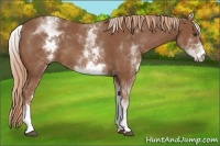 Horse Color:White Spotted Chestnut