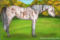 Horse Color:Bay Sabino Rabicano  and Gray Bay Sabino Rabicano 