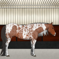 Horse Color:Bay Sabino Tobiano Rabicano and Bay Roan Tobiano Rabicano