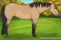 Horse Color:Bay Dun 