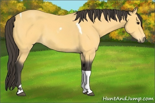 Horse Color:Buckskin Tobiano 