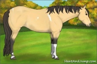 Horse Color:Buckskin Tobiano 