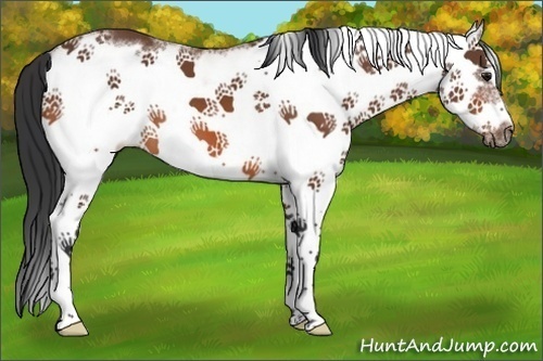 Horse Color:White Spotted Bay Splash Frame 
