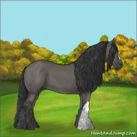 Horse Color:Grullo 